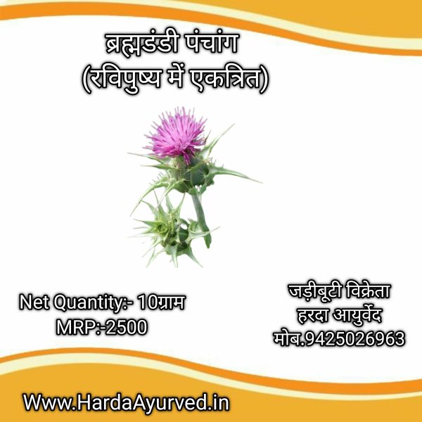 ब्रह्मडंडी पंचाग 10 ग्राम