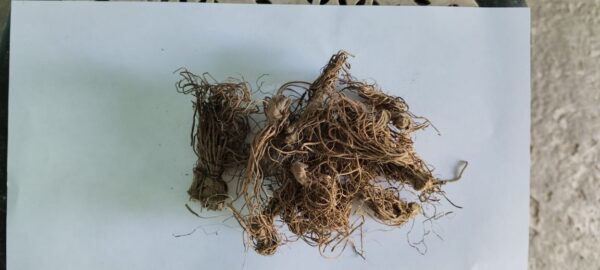 छोटी भूलन जड़ी असली 7 नग