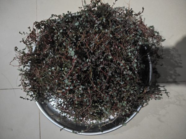 छोटी दूधी का चूर्ण यूफोरबिया मैक्रोफाइली (Euphorbia macrophyllae)50 ग्राम।