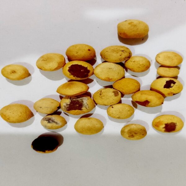 निर्मली बीज