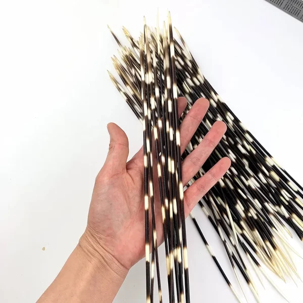 साही कांटा 4 नग