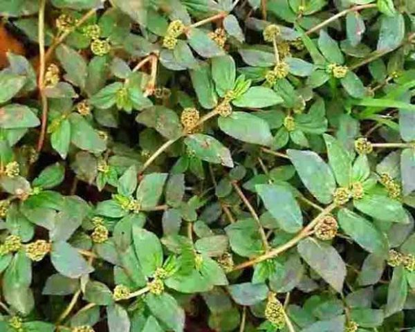 बड़ी दूधी का पंचांग  Euphorbia thymifolia Linn(यूफॉर्बिया थाइमीफोलिया)100 ग्राम