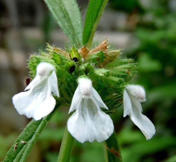 सफेद द्रोणपुष्पी की जड़ - 50 ग्राम