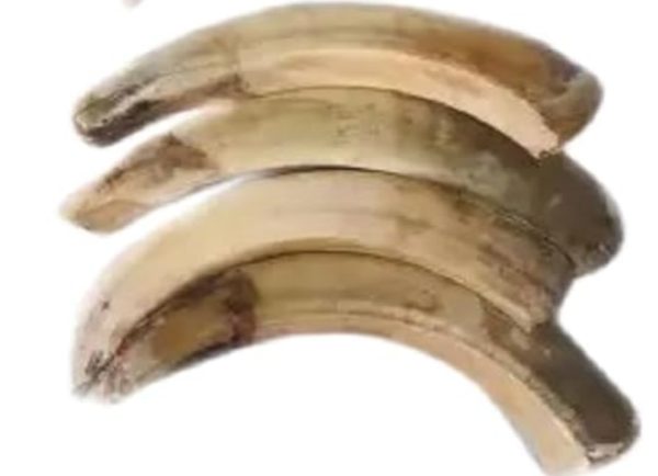 जंगली शुकर दंत (Sukar dant)