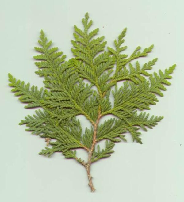 Shami-शमी(खेजड़ी) की लकड़ी 100 ग्राम - पूजन अनुष्ठान के लिए