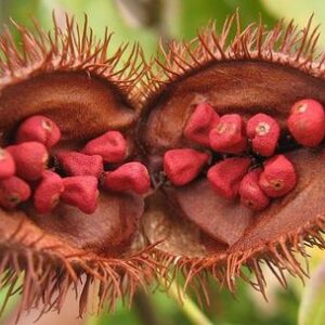 Lal Sindoor Seed