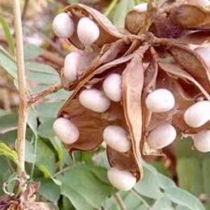 सफेद गुंजा - सफेद चिरमी- Gunja Safed White Gunja | Abrus Precatorius White Chirmi 10GM