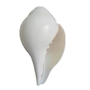SHANKH- Original 100% Natural Shankh