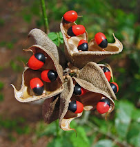 लाल-काली गुंजा - चिरमी- Gunja Red & black Gunja (Abrus Precatorius)10GM