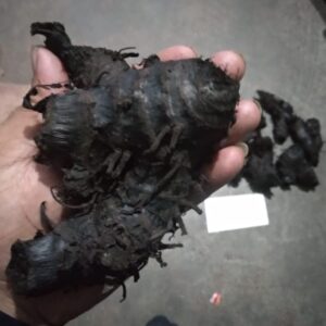 काली हल्दी (Black Turmeric) 50GM