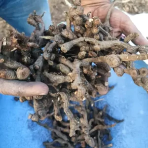 सफेद चित्रक की जड़ सुखी - white Chitrak mool 200 GM