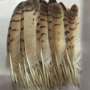 उल्लू के पंख – Ullu ke pankh – Natural Owl Feather | Original Ullu Ka Pankh -यह पंख स्वतः जमीन पर गिरा हुआ है  |