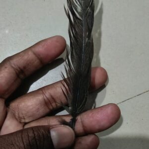 जंगली कौवे (Large-billed Crow)- Crow Feather | Kauwe Ka Pankh - 100% Natural & Originalयह पंख स्वतः गिरा हुआ है हम किसी भी पक्षी को नुकसान नहीं पहुँचाते ! (एक नग) One Piece