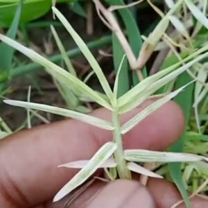 सफेद दूर्वा - सफेद दुब - Safed Doob - White Gross
