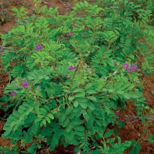 Sharpunkha Root- शरपुंखा की जड़ Pack Of 1 रविपुष्य नक्षत्र में एकत्रित की हुई है।